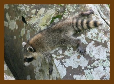raccoon-young 6-28-07 4c3cb.jpg