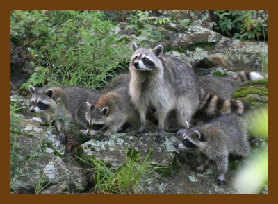 raccoon-young 6-28-07 4c9cb.jpg
