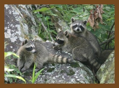 raccoon-young 6-28-07 4c5cb.jpg