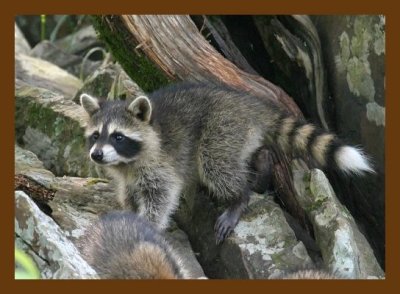raccoon-young 6-28-07 4c2cb.jpg