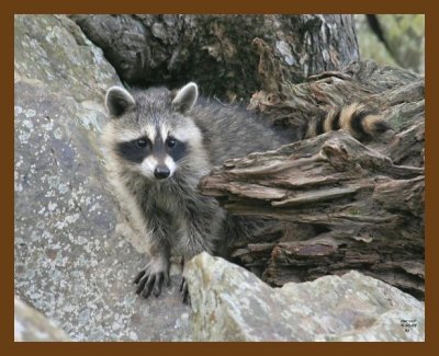 raccoon-young 6-30-07 4c3b.jpg