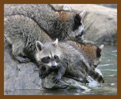raccoon-young 6-30-07 4c6b.jpg