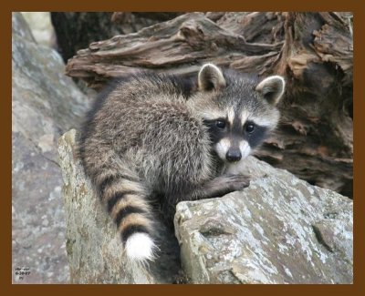 raccoon-young 6-30-07 4c5b.jpg