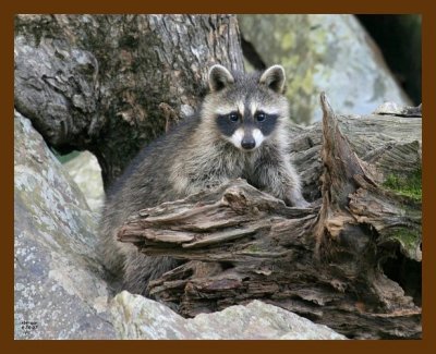 raccoon-young 6-30-07 4c1b.jpg