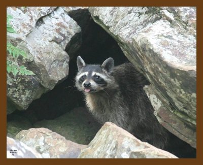 raccoon 6-30-07 4c1cb.jpg
