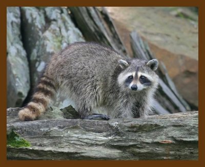 raccoon 6-29-07 4c2b.jpg