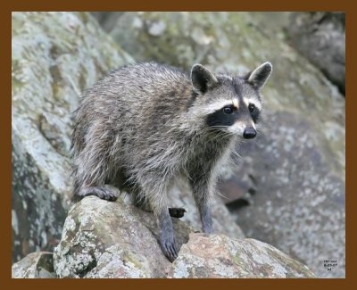 raccoon 6-25-07 4c3b.jpg