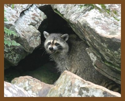 raccoon 6-28-07 4c1cb.jpg