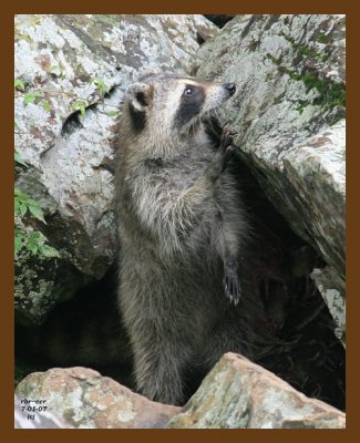 raccoon 7-1-07 4c6b.jpg