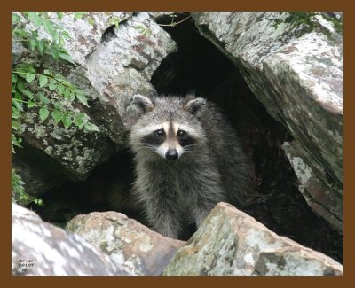 raccoon 7-1-07 4c5b.jpg