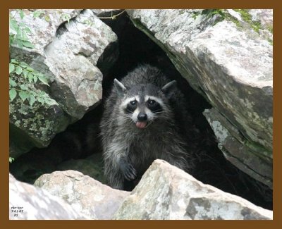 raccoon 7-1-07 4c3b.jpg