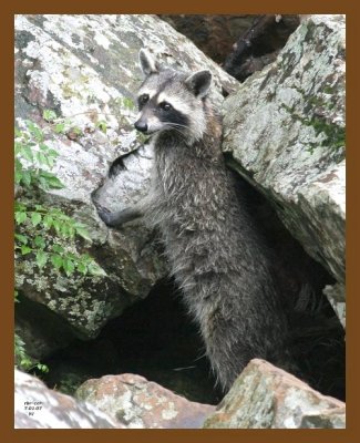 raccoon 7-1-07 4c12b.jpg