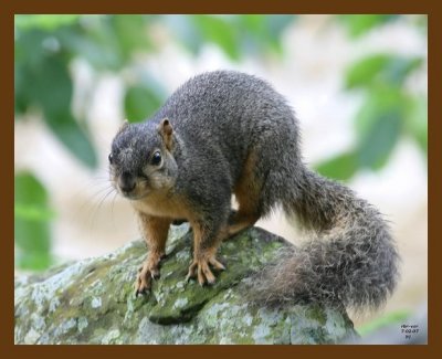 fox-squirrel 7-2-07 4c2b.jpg