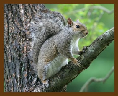 gray-squirrel 7-2-07 4c3b.jpg