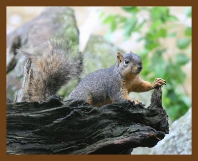 fox-squirrel 7-2-07 4c1b.jpg