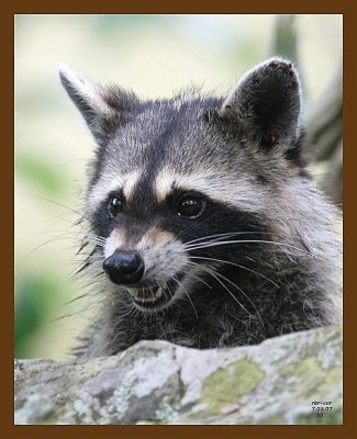 raccoon 7-3-07 4c9b.jpg