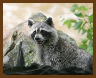 raccoon 7-2-07 4c1b.jpg