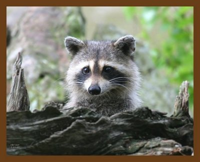 raccoon 7-3-07 4c7b.jpg