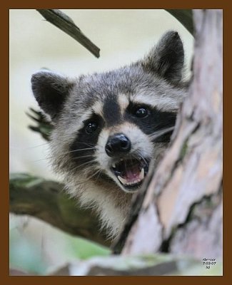 raccoon 7-3-07 4c11b.jpg