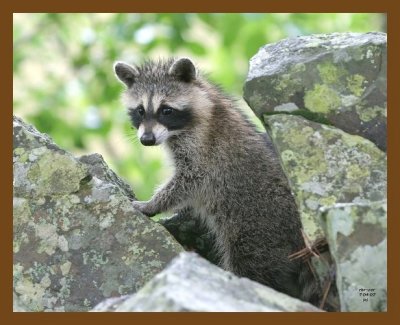 raccoon-young 7-4-07 4c7b.jpg