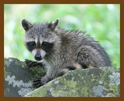 raccoon-young 7-4-07 4c1b.jpg