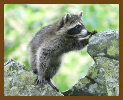 raccoon-young 7-4-07 4c8b.jpg