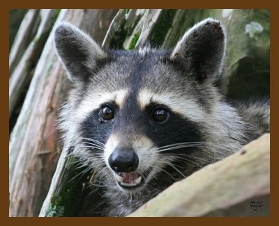 raccoon 7-3-07 4c4b.jpg