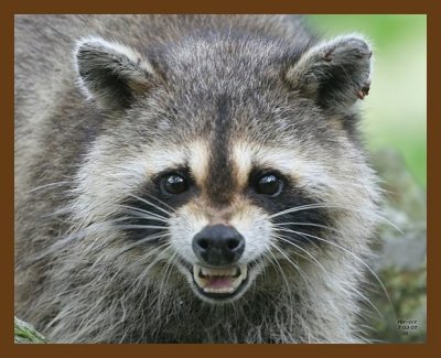 raccoon 7-3-07 4c2b.jpg