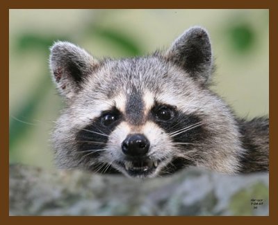 raccoon 7-4-07 4c10b.jpg