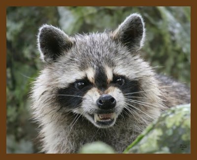 raccoon 7-4-07 4c2b.jpg