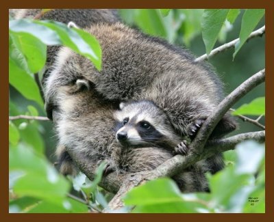 raccoon-young 7-6-07 4c2b.jpg
