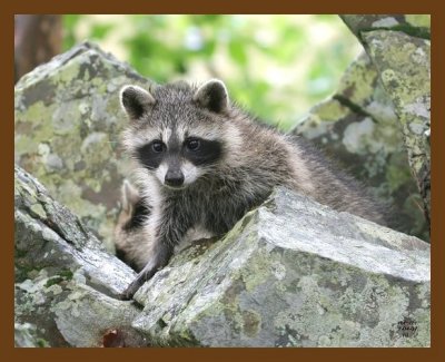 raccoon-young 7-4-07 4c3b.jpg