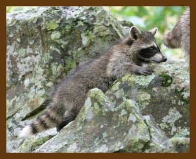 raccoon-young 7-4-07 4c4b.jpg