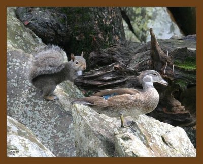 wood-duck-squirrel 7-1-07 4c2b.jpg