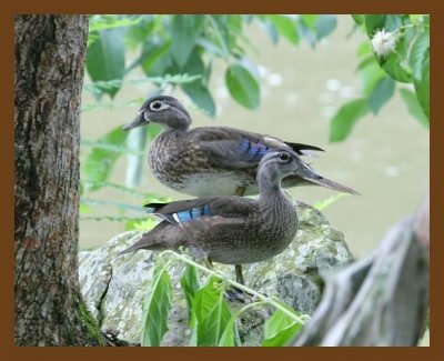 wood-ducks 7-6-07 4c1b.jpg