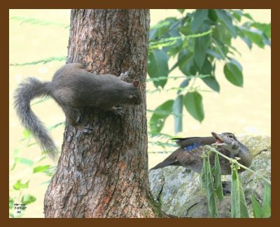 wood-duck-squirrel 7-7-07 4c1b.jpg
