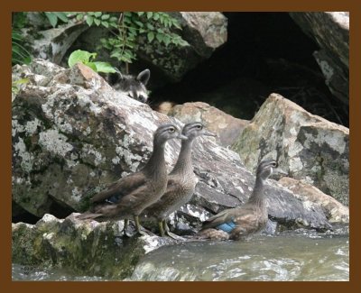 raccoon-wood-ducks 7-1-07 4c2b.jpg