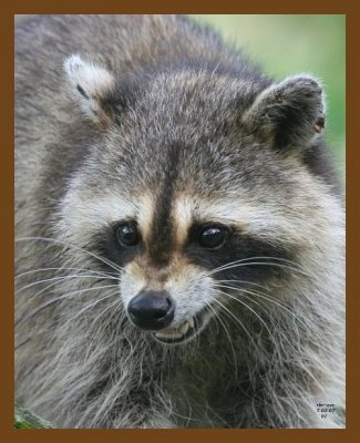 raccoon 7-3-07 4c3b.jpg
