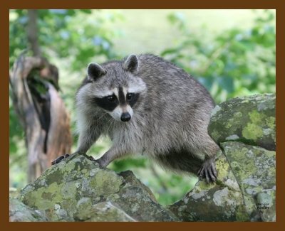 raccoon 7-6-07 4c3b.jpg