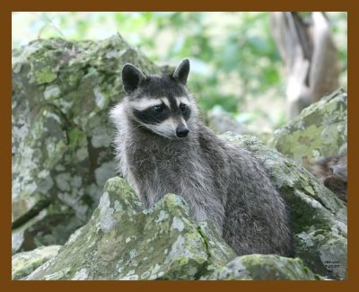 raccoon 7-5-07 4c6b.jpg
