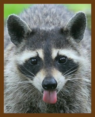 raccoon 7-5-07 4c1cb.jpg