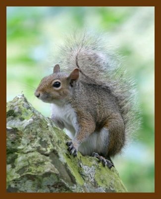 gray-squirrel 7-5-07 4c3b.jpg
