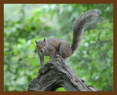 gray-squirrel 7-7-07 4c3b.jpg