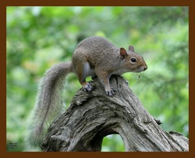 gray-squirrel 7-5-07 4c4b.jpg