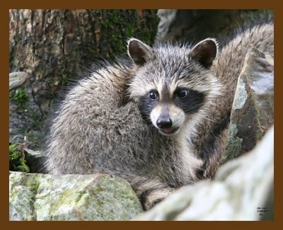 raccoon-young 7-4-07 4c15b.jpg