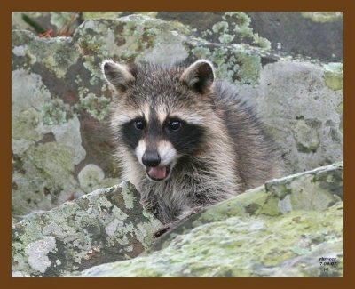 raccoon-young 7-4-07 4c9b.jpg