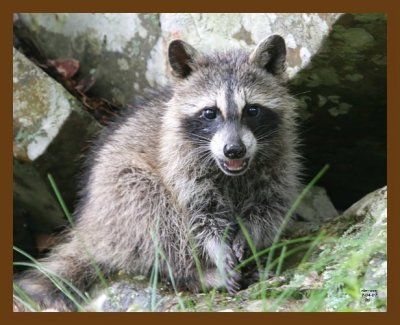 raccoon-young 7-4-07 4c13b.jpg