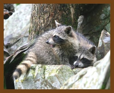 raccoon-young 7-4-07 4c14b.jpg