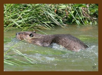 beaver 7-11-07 4c2cb.jpg