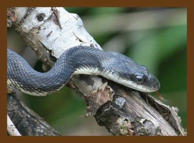 black ratsnake 7-11-07 4c1cb.jpg